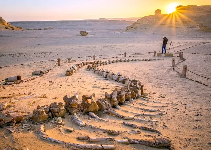 Excursión a Wadi El Hitan de un Día y Safari en Fayum desde El Cairo – Fósiles de ballenas prehistóricas en el desierto de Egipto