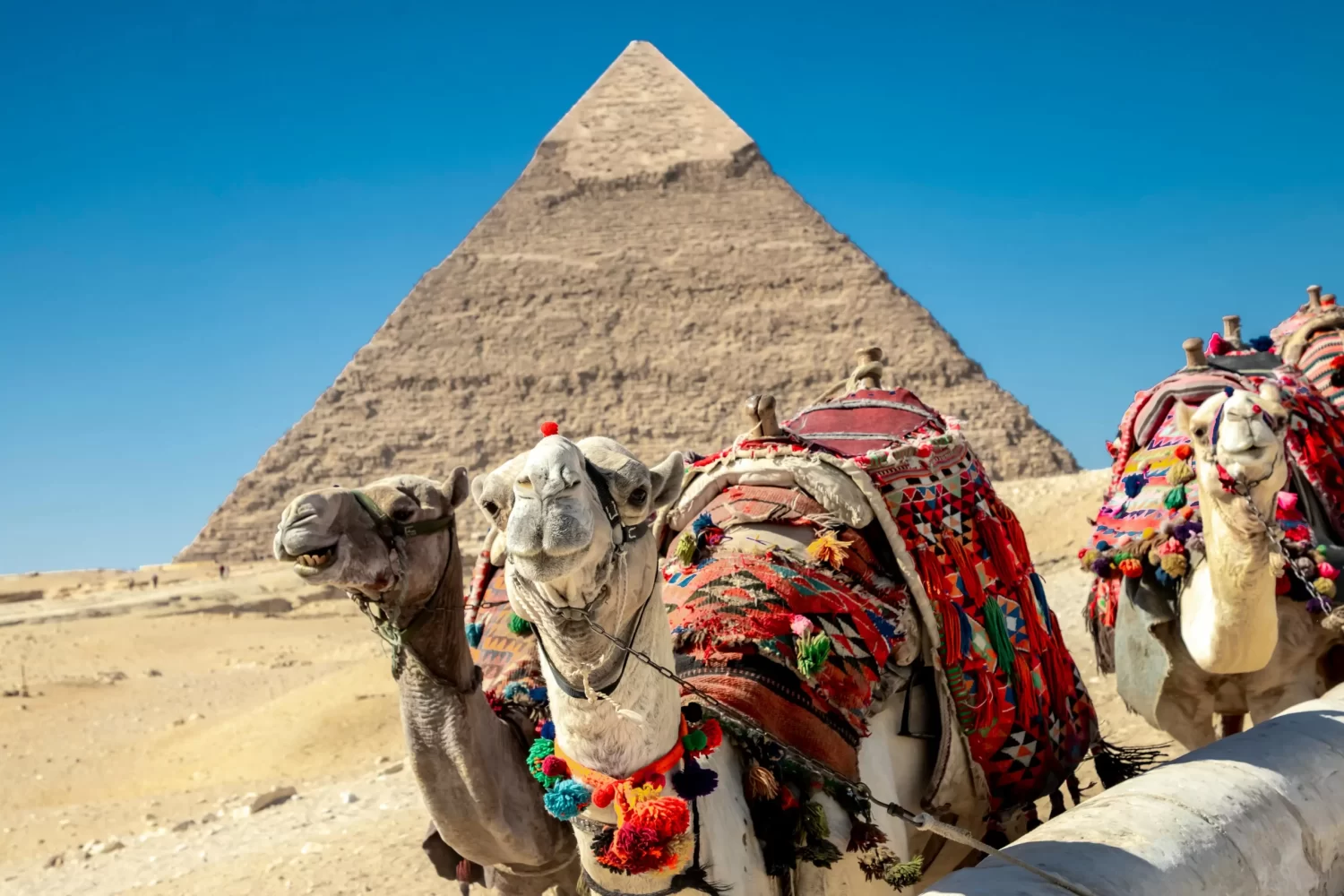 Pirámides de Guiza con camellos en el desierto, visitadas durante la Excursión a El Cairo desde Luxor por 3 Días, mostrando la magnitud histórica y la experiencia tradicional de paseo en camello.