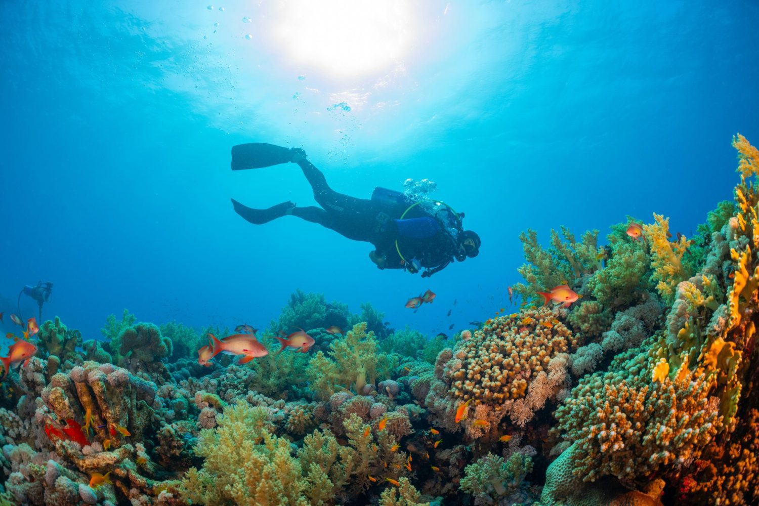 Snorkeling en el Mar Rojo por 1 día desde El Gouna – persona disfrutando de snorkeling entre coloridos arrecifes de coral.