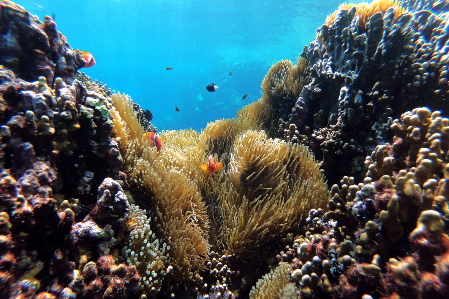 Viaje a Egipto15 Días – Coloridos arrecifes de coral en el Mar Rojo, ideal para actividades de snorkel y buceo durante tu viaje por Egipto.