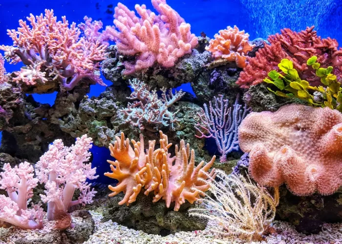Excursión a Submarino en Sharm El Sheij: Arrecife de coral vibrante en el Mar Rojo