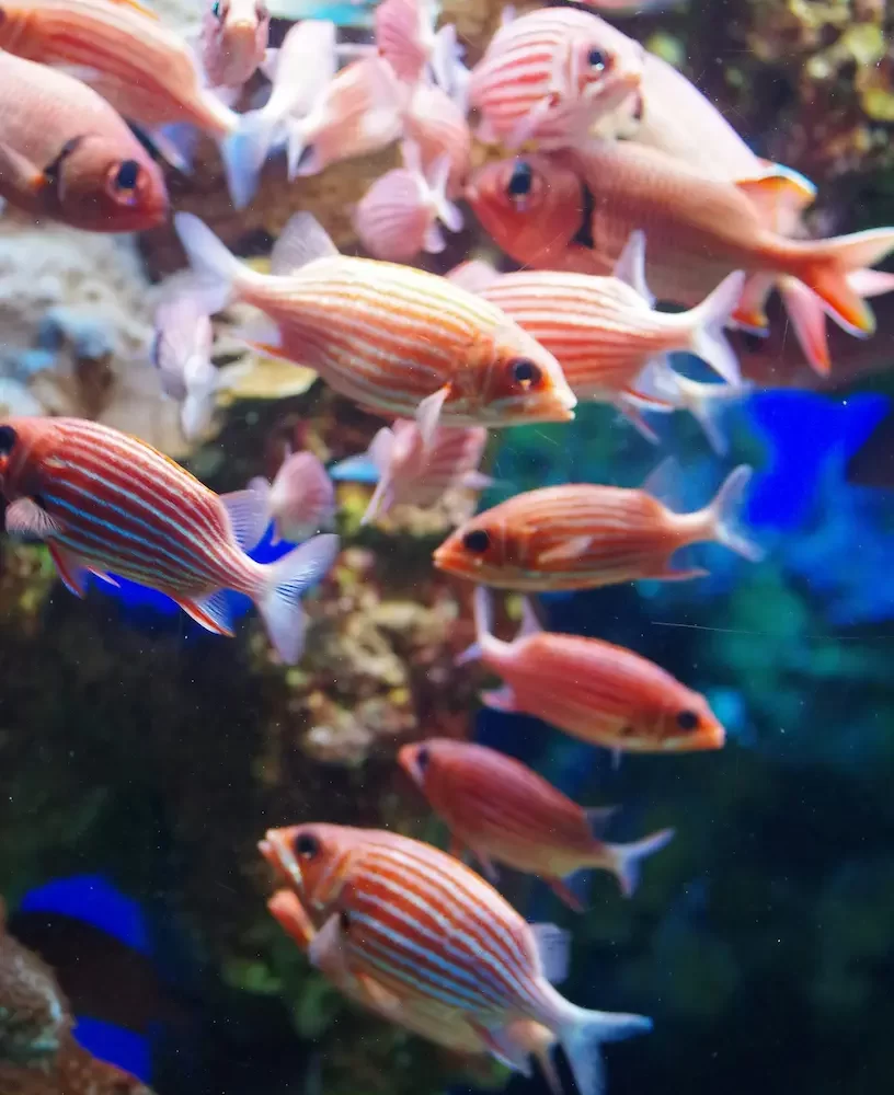 Excursión a Submarino en Sharm El Sheij: Peces de colores y vida marina del Mar Rojo en su hábitat natural