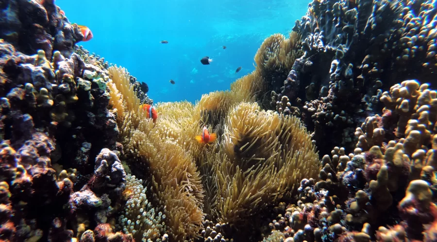 Cosas que Hacer en Hurghada explorando los arrecifes de coral del Mar Rojo